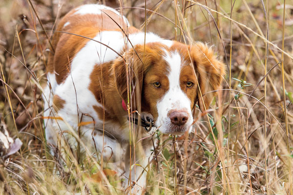 Breed Profile: The American Brittany