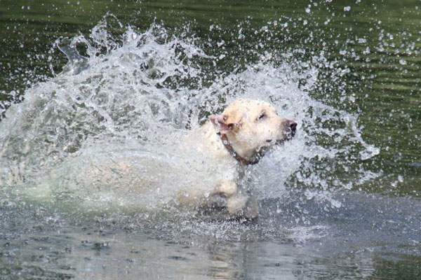 6 Tips for Keeping Your Gun Dog In Shape