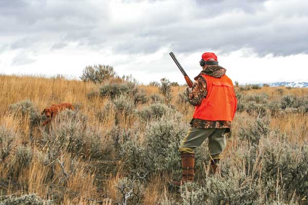 Tips for Increasing Your Gun Dog's Prey Drive