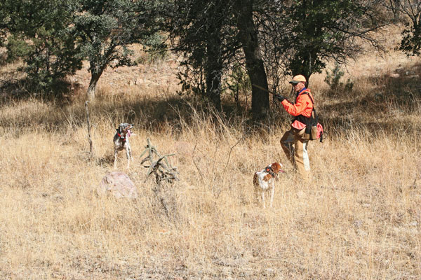 Why Training Your Gun Dog During the Hunt is a Must