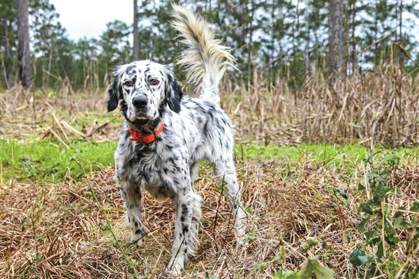 What You Need to Know About Gun Dog Breed Registration