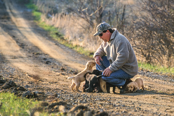 Training Tips for Developing a New Gun Dog