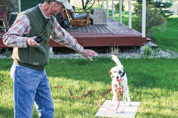 How to Handle a Pointing Dog Effectively