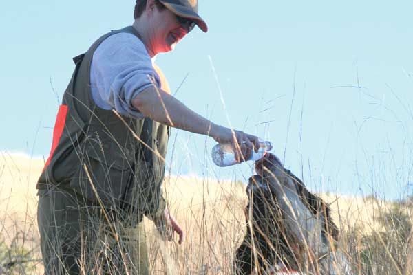 Best Tips for Preventing Heat-Related Issues in Your Bird Dog