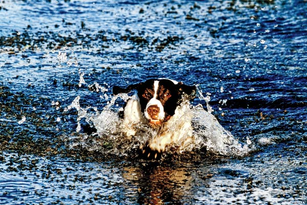 Advantages of Fitness Training Bird Dogs in Water