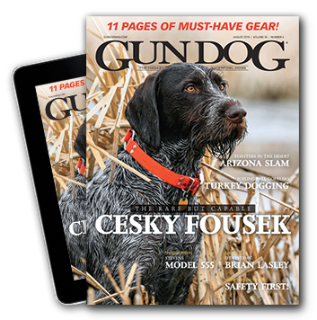 GUN DOG Training: Why You Should Increase Repetition, Not Punishment