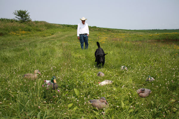 9 Tips: Train Your Dog To Resist Decoys