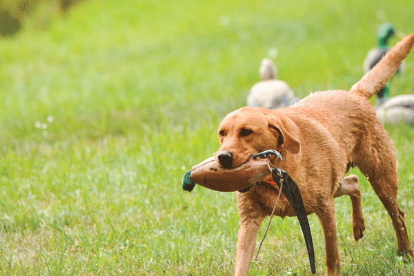 4 Tips for Dog Obedience Training