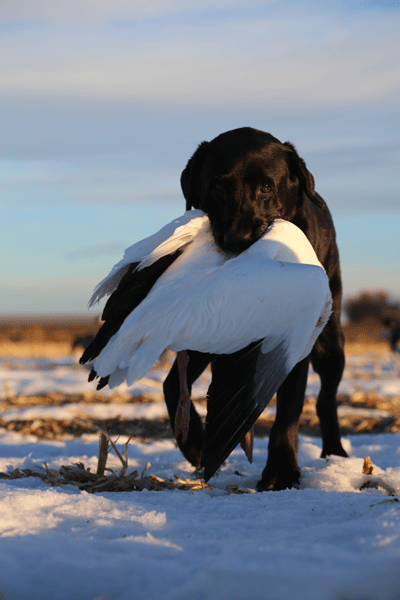 Gun Dog Q&A: Storm Anxiety in Dogs
