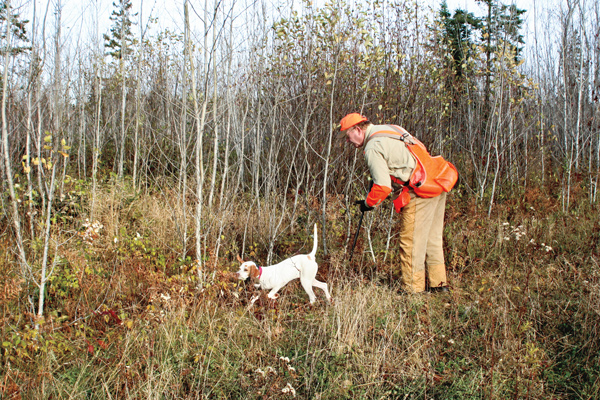 Puppy Training: Getting Ready to Hunt