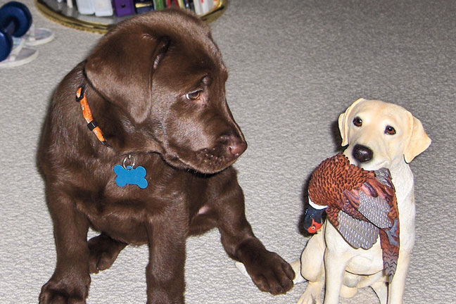 10 Puppies from GUN DOG Readers
