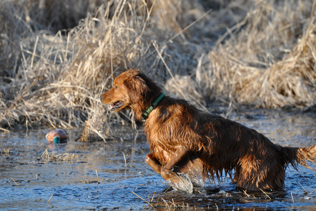 Water Work: Helping Your Dog Master Wet Retrieves