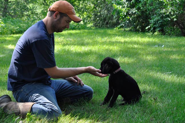 Obedience Training - Get Your Young Bird-Dog Field Ready Through Treat Training