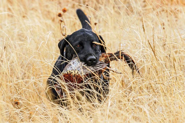 Q&A: Ear Infections and Irritations in Game Dogs