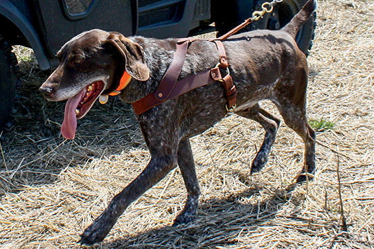 10 Ways To Keep Your Dog Healthy This Hunting Season