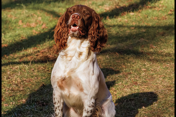 Puppy Training: How To Set Boundaries For Your Gun Dog