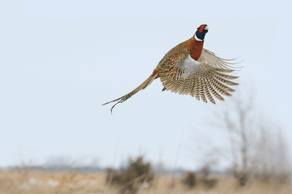 2017: Best States For Quail And Pheasant Hunting