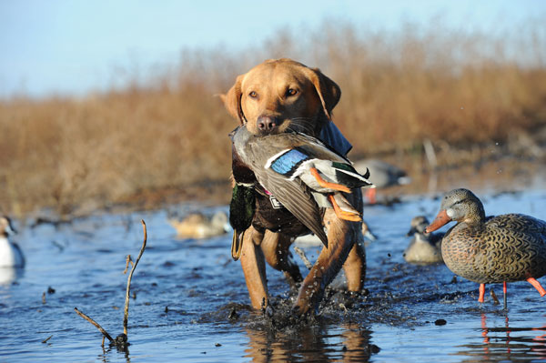 Why the Labrador Is the World's Most Popular Bird Dog