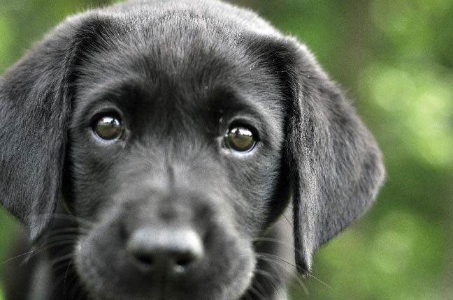 5 Tips for Dealing with Puppy Energy