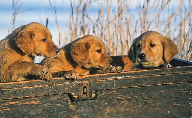 Nutrition Guidelines for Your Gun Dogs