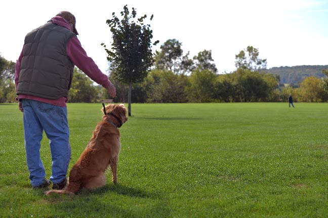 Alter Dog-Training Scenery For a Great Confidence Builder