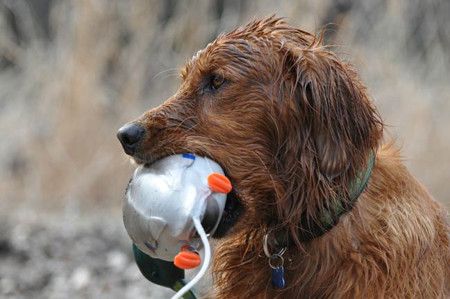 Water Work For Upland Dogs