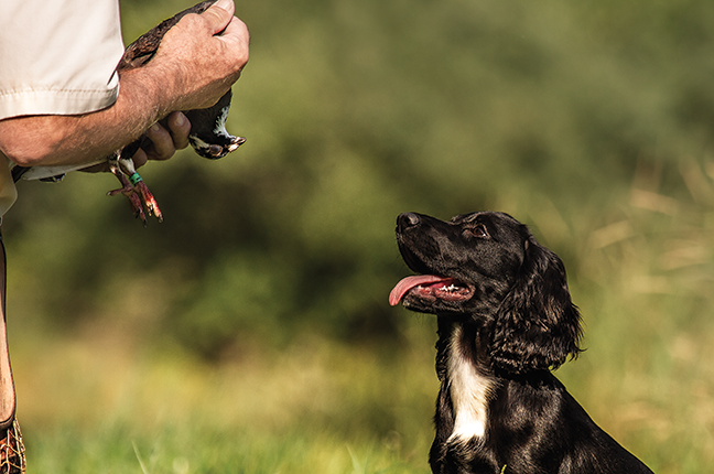 Choosing A Trainer For Your Gun Dog